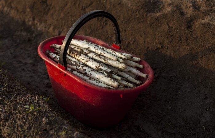 Content Dam Org 5 Images Full Rights Piana Rotaliana Shopping Produzioni Agricole Produttori Asparago De Co Raccolta Asparagi Zamabana Piana Rotaliana