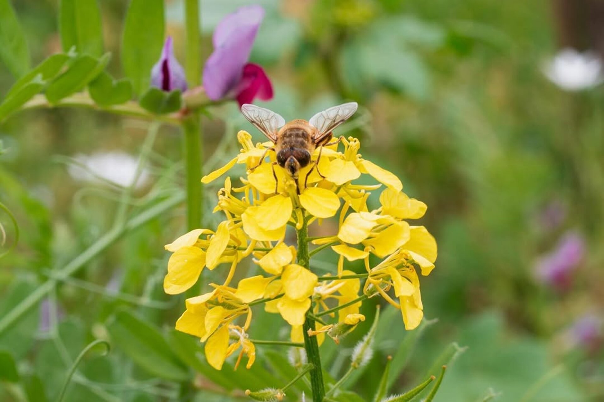 Sovescio Cantina Endrizzi