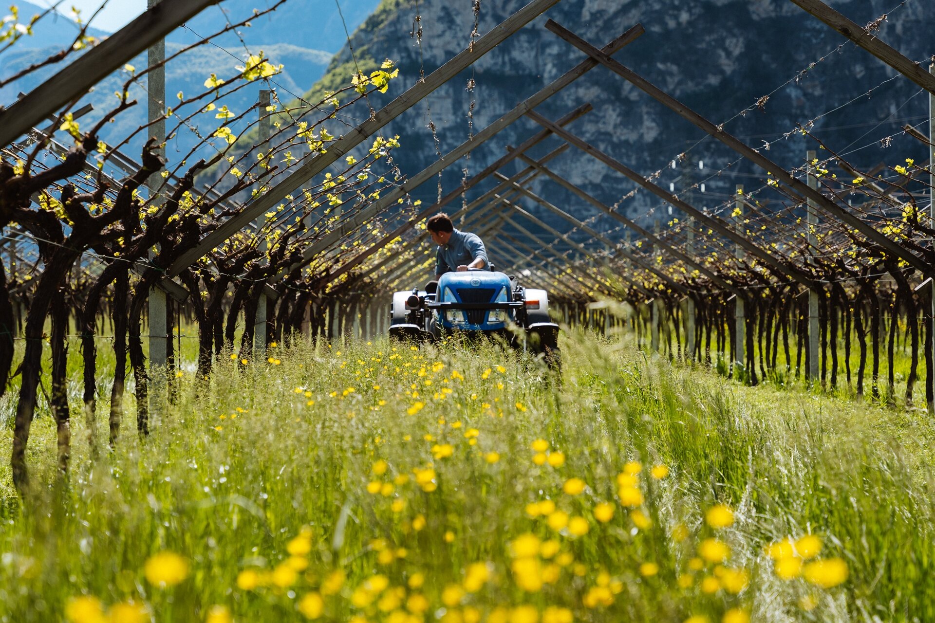 Sovescio Sfalcio Erba Ph Nicola Cagol 6