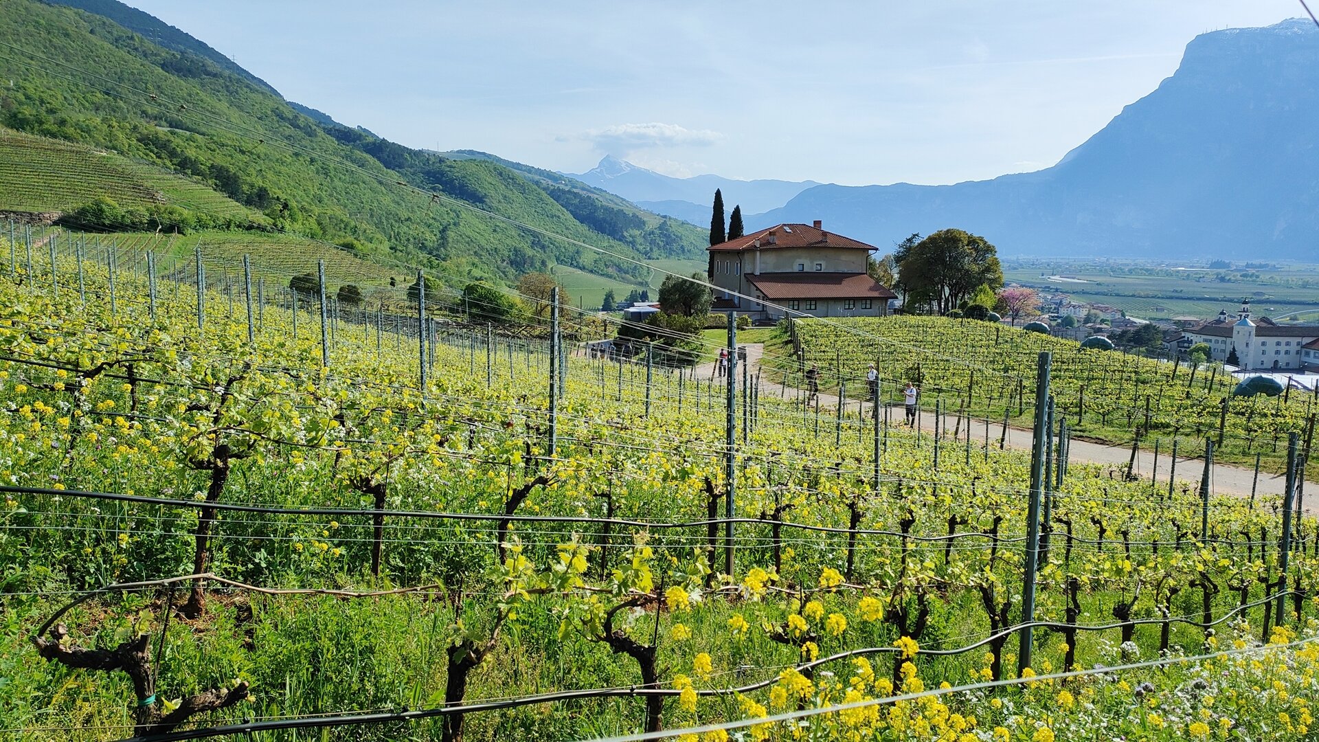 Sovesci Bellaveder 2024 3 F Anderlini