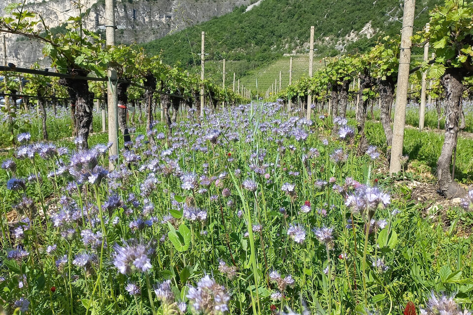 Sovescio Rovere Della Luna 8