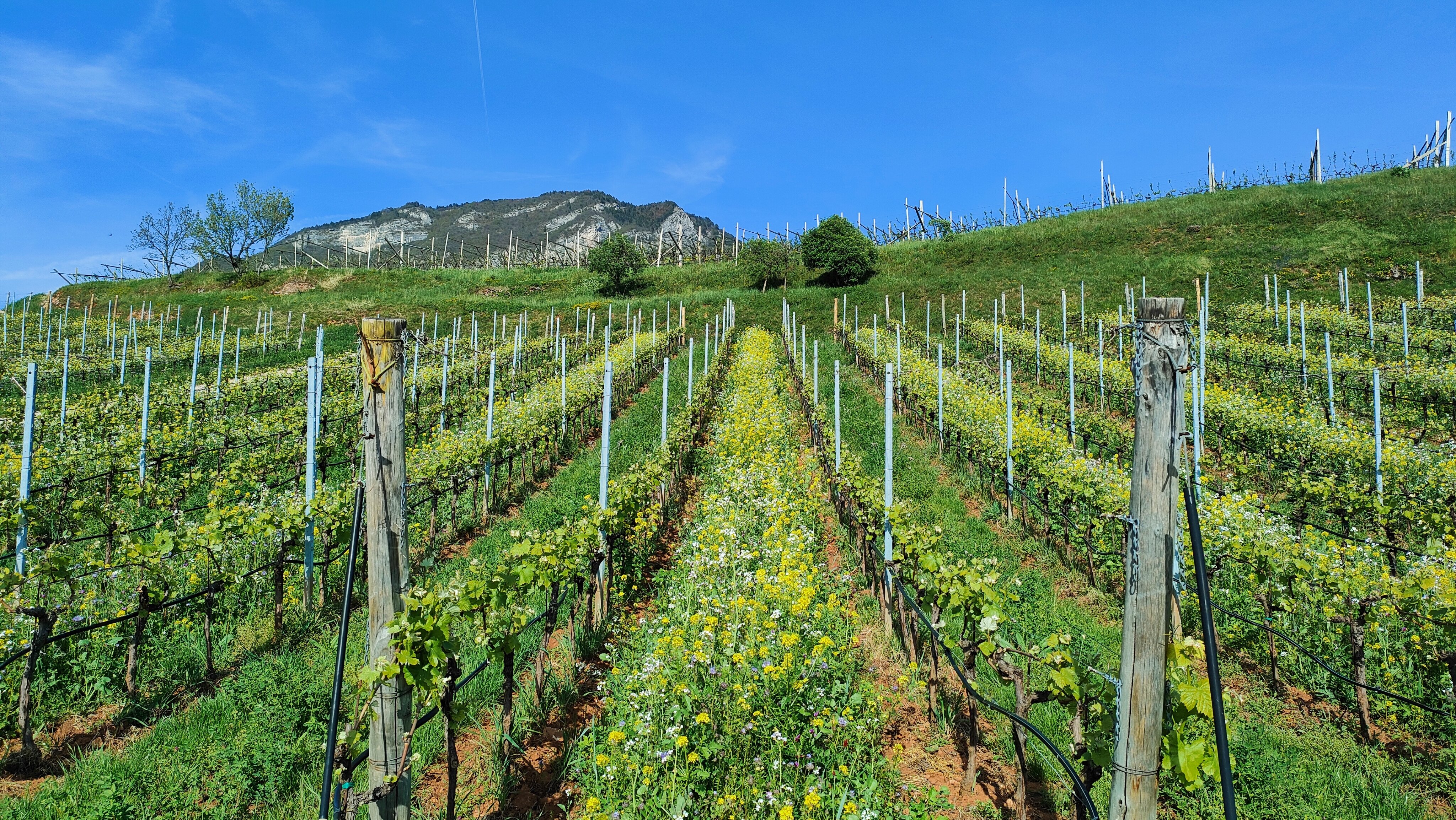 Sovesci Bellaveder 2024 5 F Anderlini