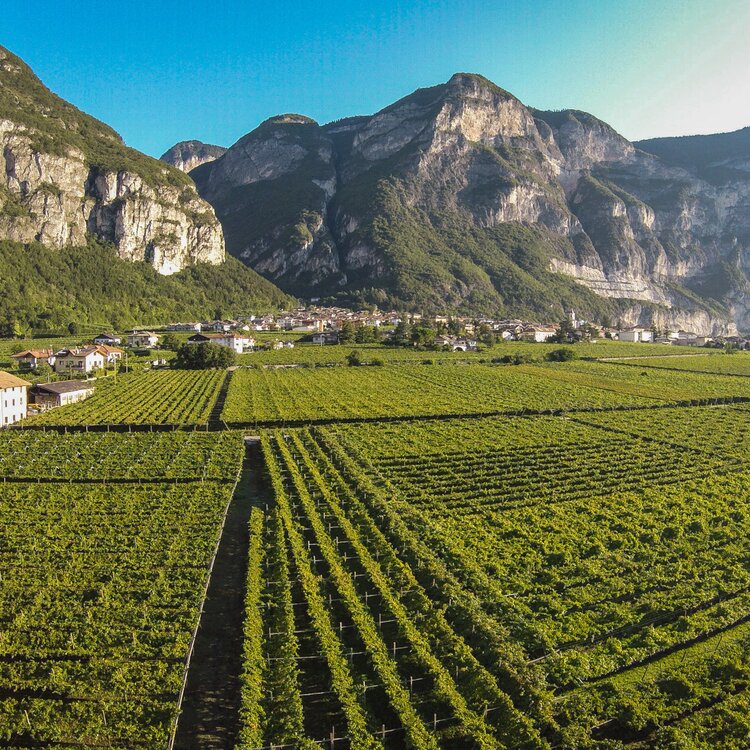 Cs Rovere Della Luna Panoramica Sui Vigneti