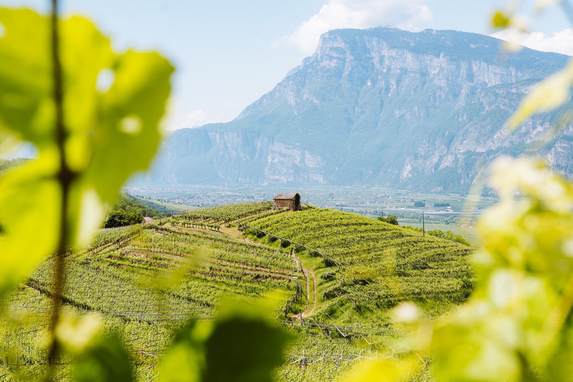 2023 06 19 San Michele All Adige   Ph. Nicola Cagol