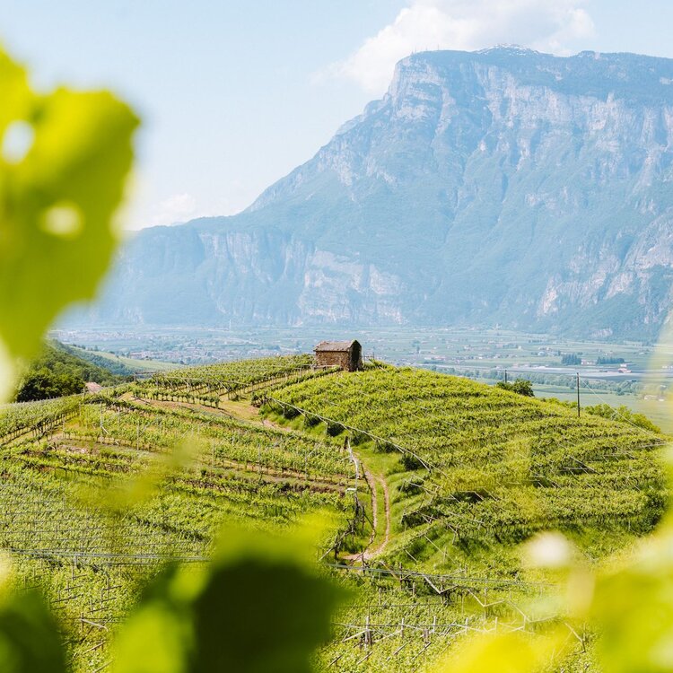 2023 06 19 San Michele All Adige   Ph. Nicola Cagol