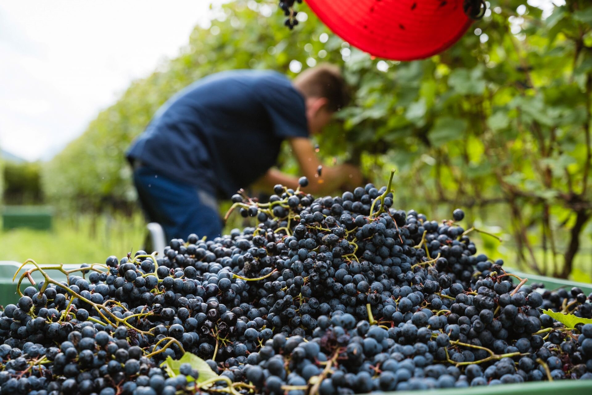 2024 09 25 Vendemmia   Ph. Nicola Cagol (17)
