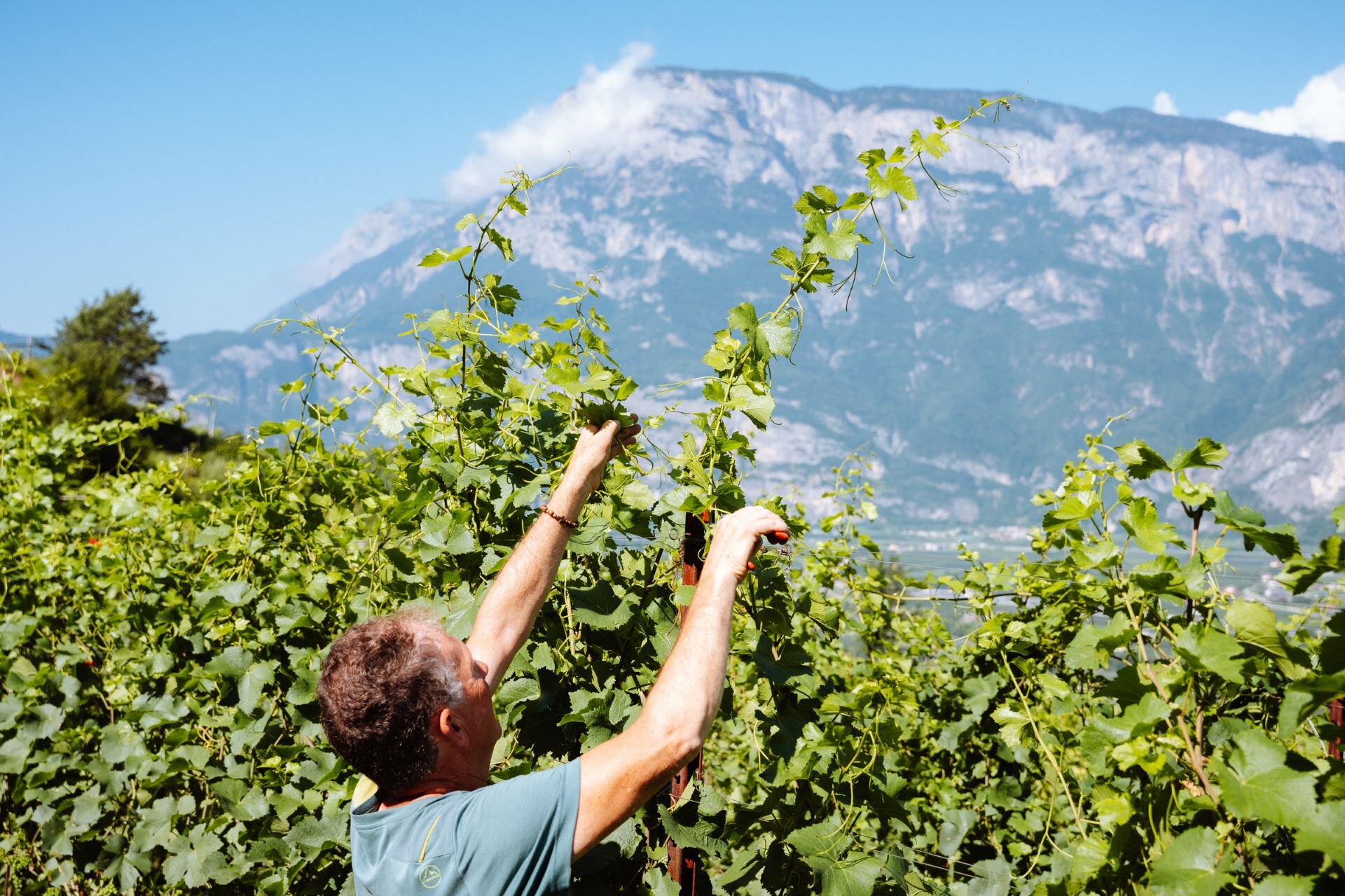 4 Guardians of Local Viticulture