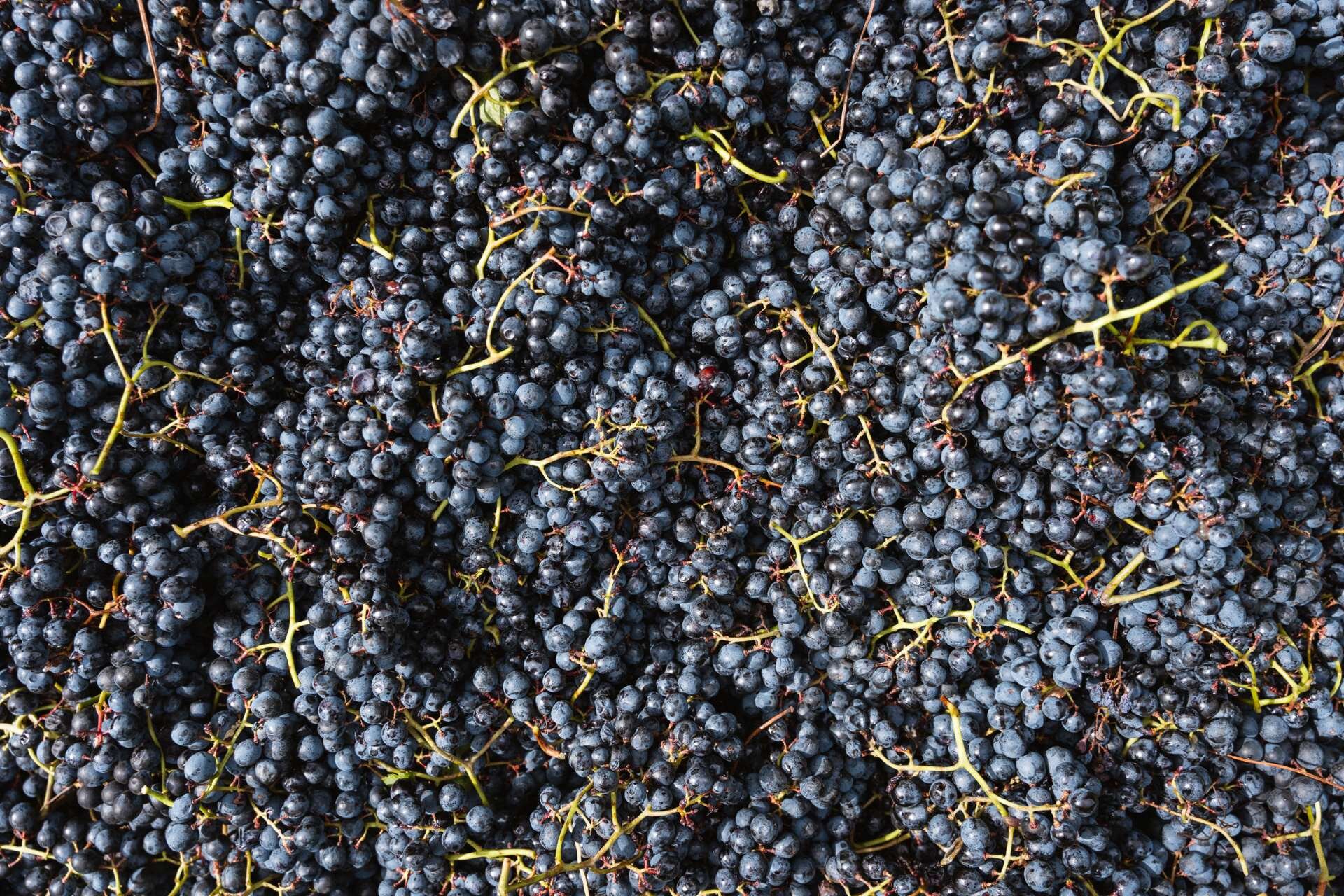 2024 09 25 Vendemmia   Ph. Nicola Cagol (3)