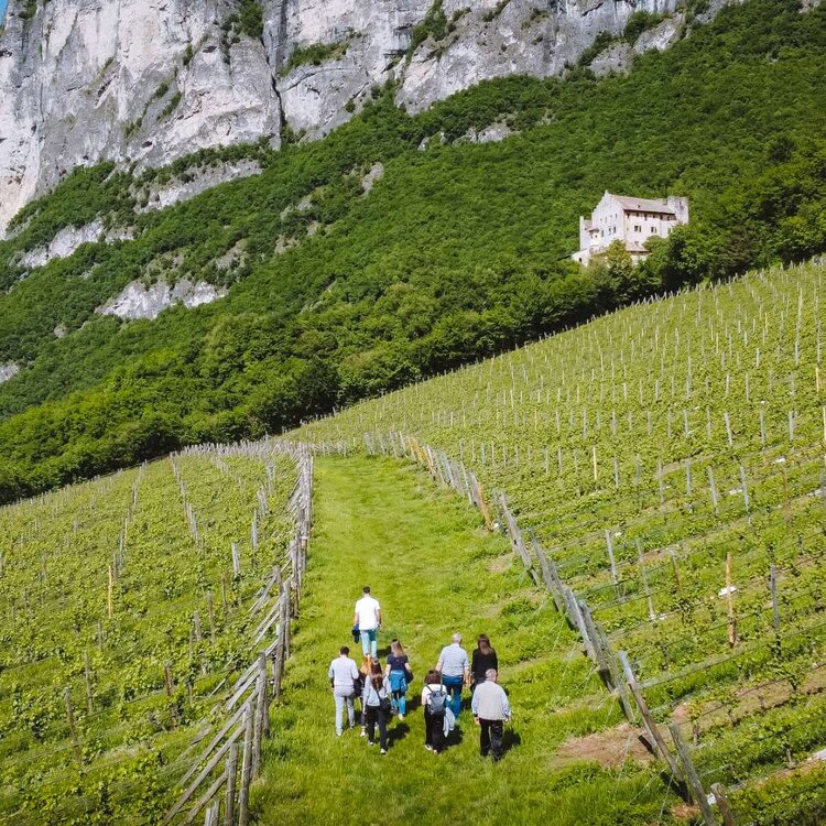 2021 Cantina Endrizzi   Ph. Nicola Cagol (28)