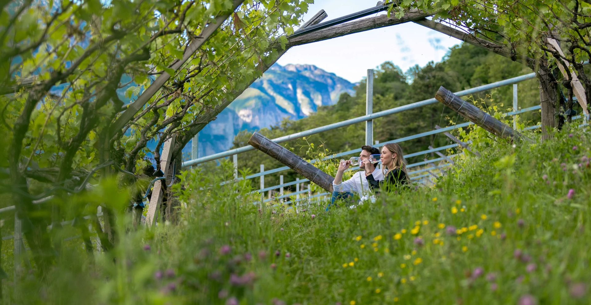 Primavera Rotaliana Wd Studio