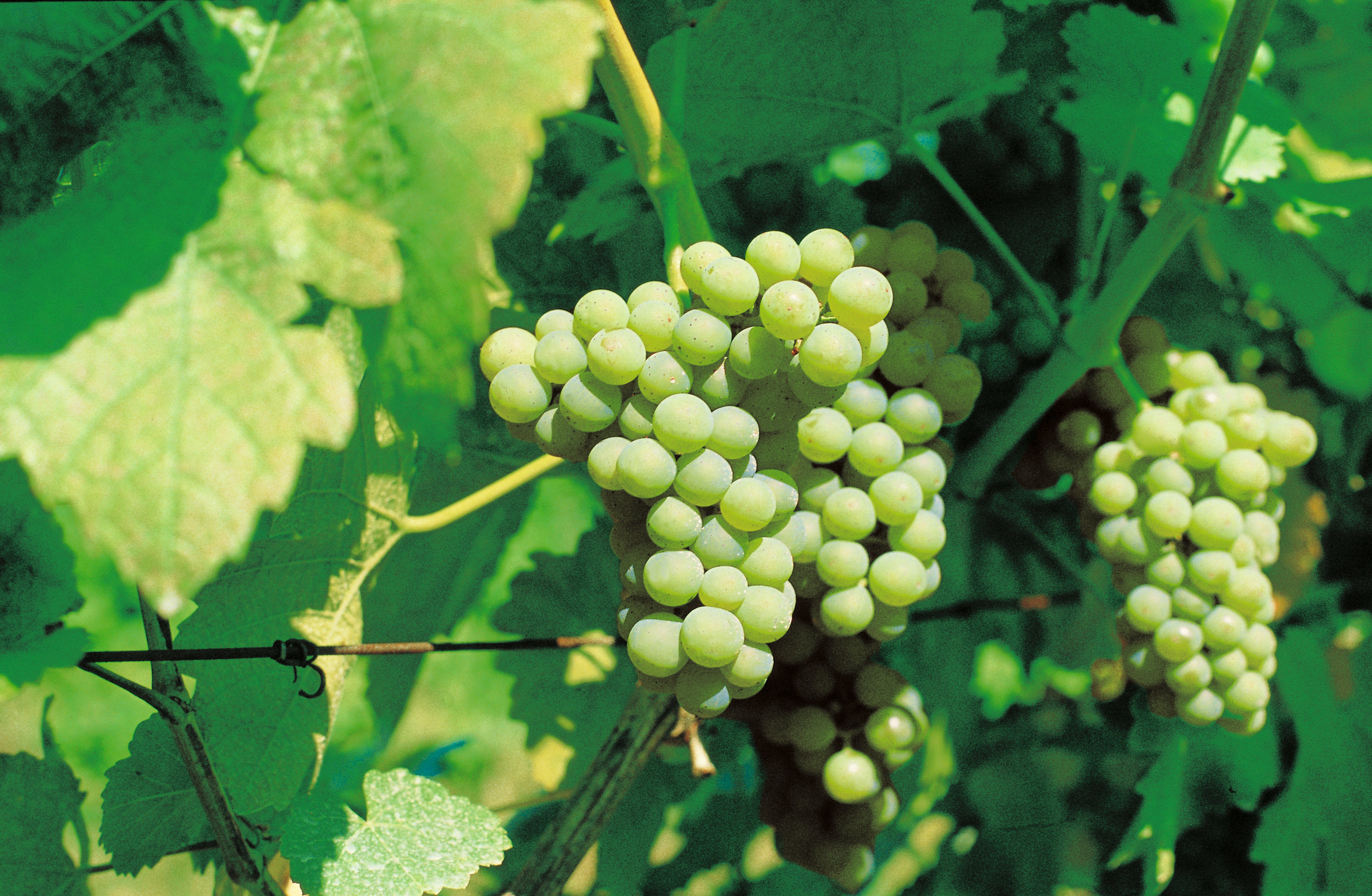Riesling   @Trentino Marketing