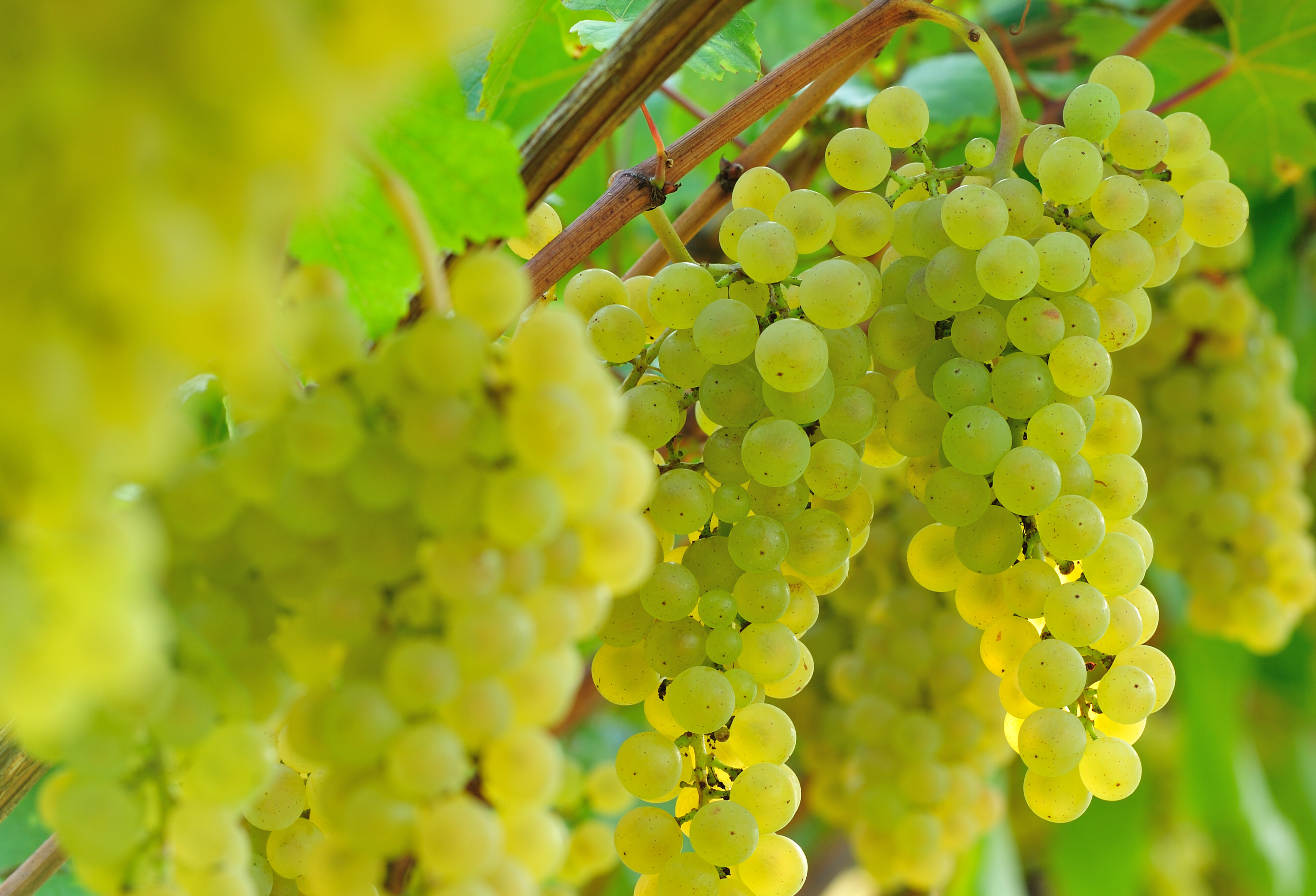 Chardonnay   @Albert Ceolan