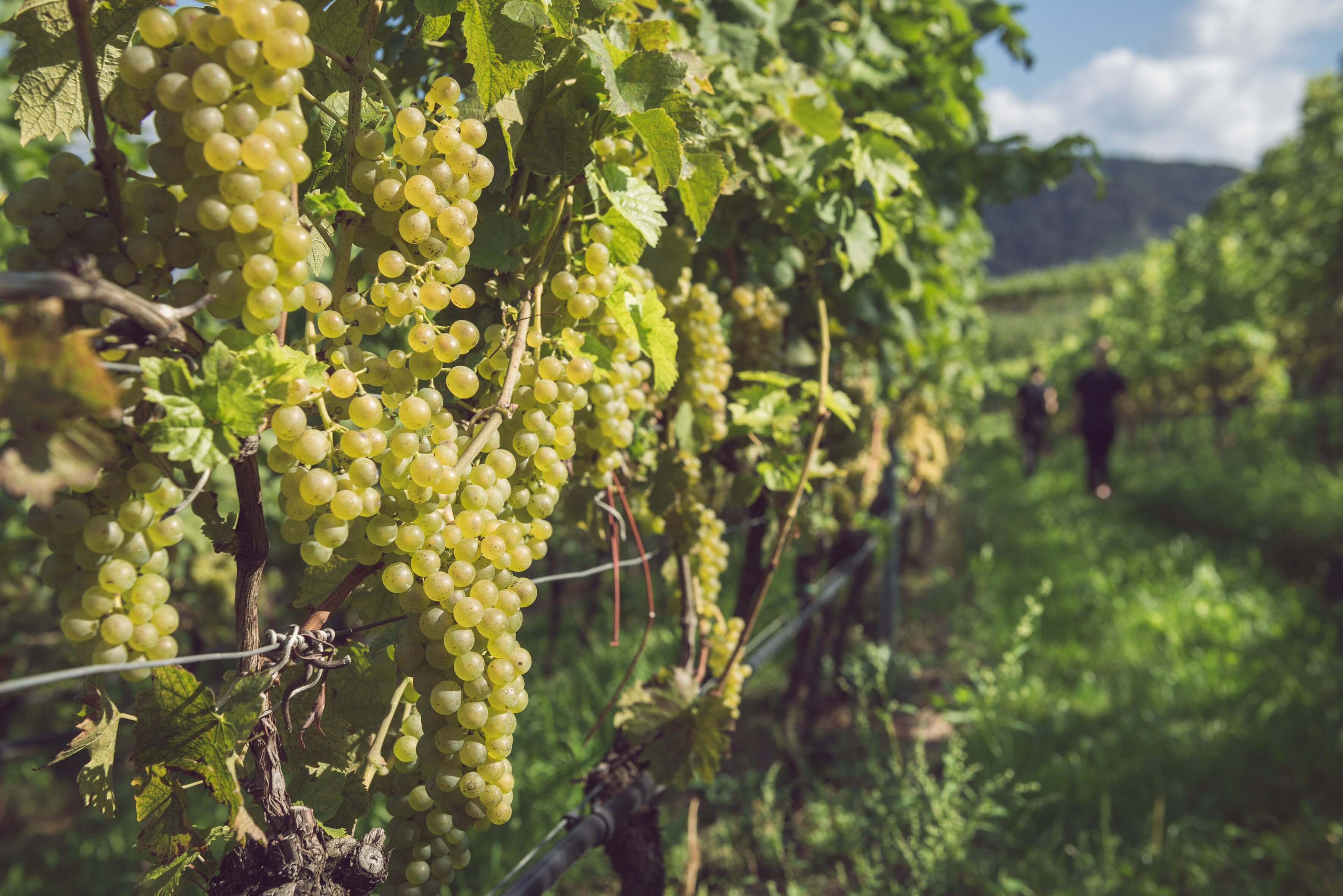 Muller   @Consorzio Vini Del Trentino