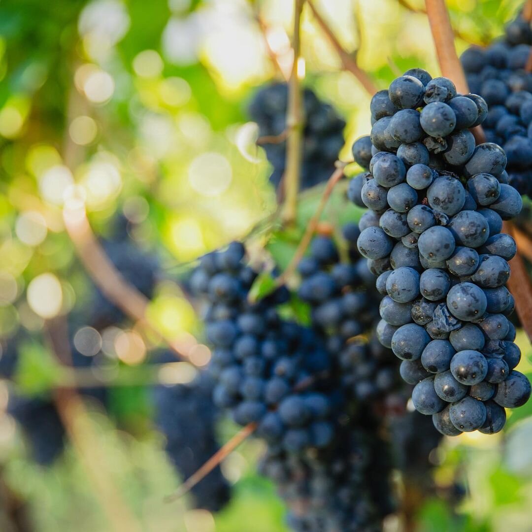 Pinot Nero   @Zehnhof