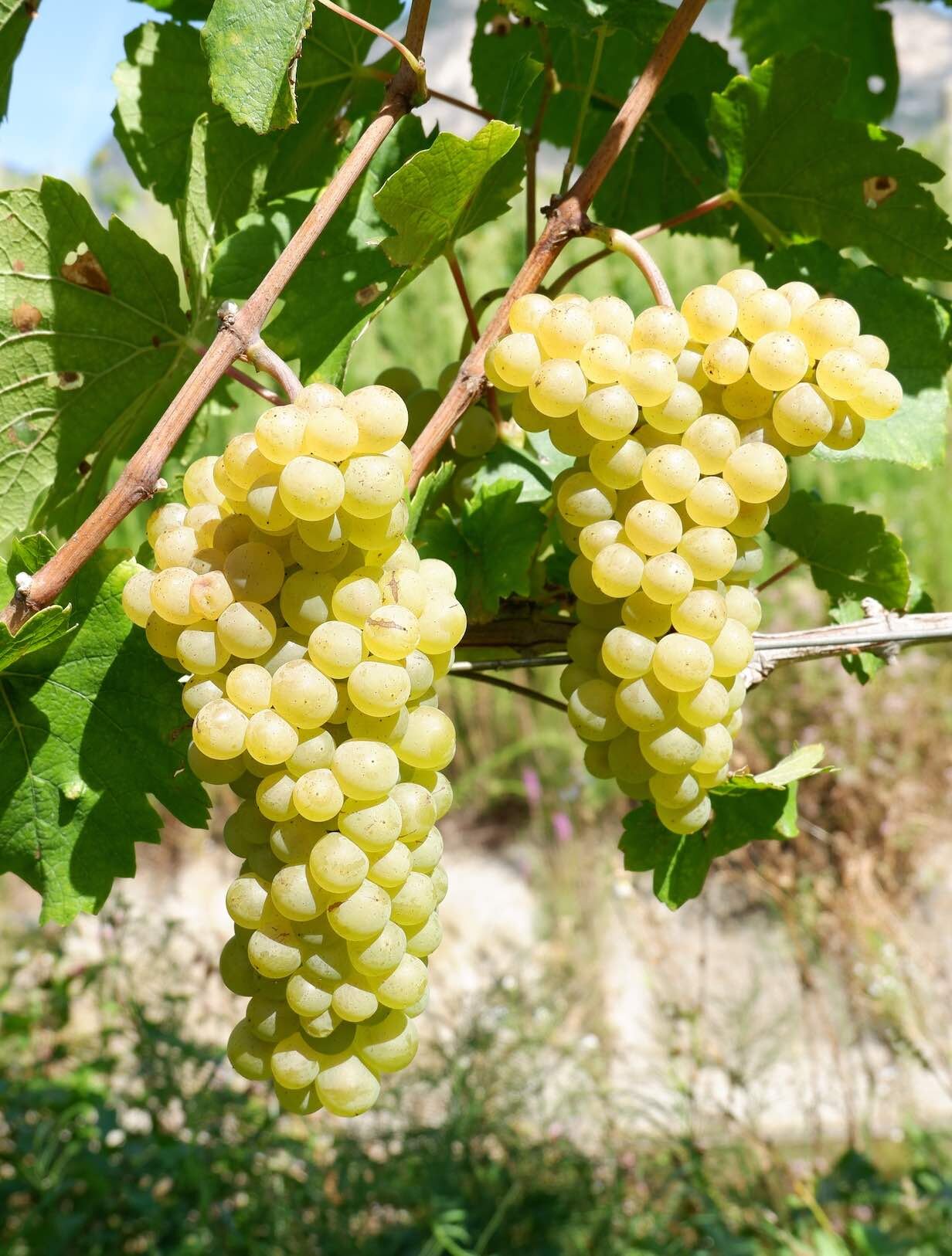 Pinot Bianco @pisoni Margherita