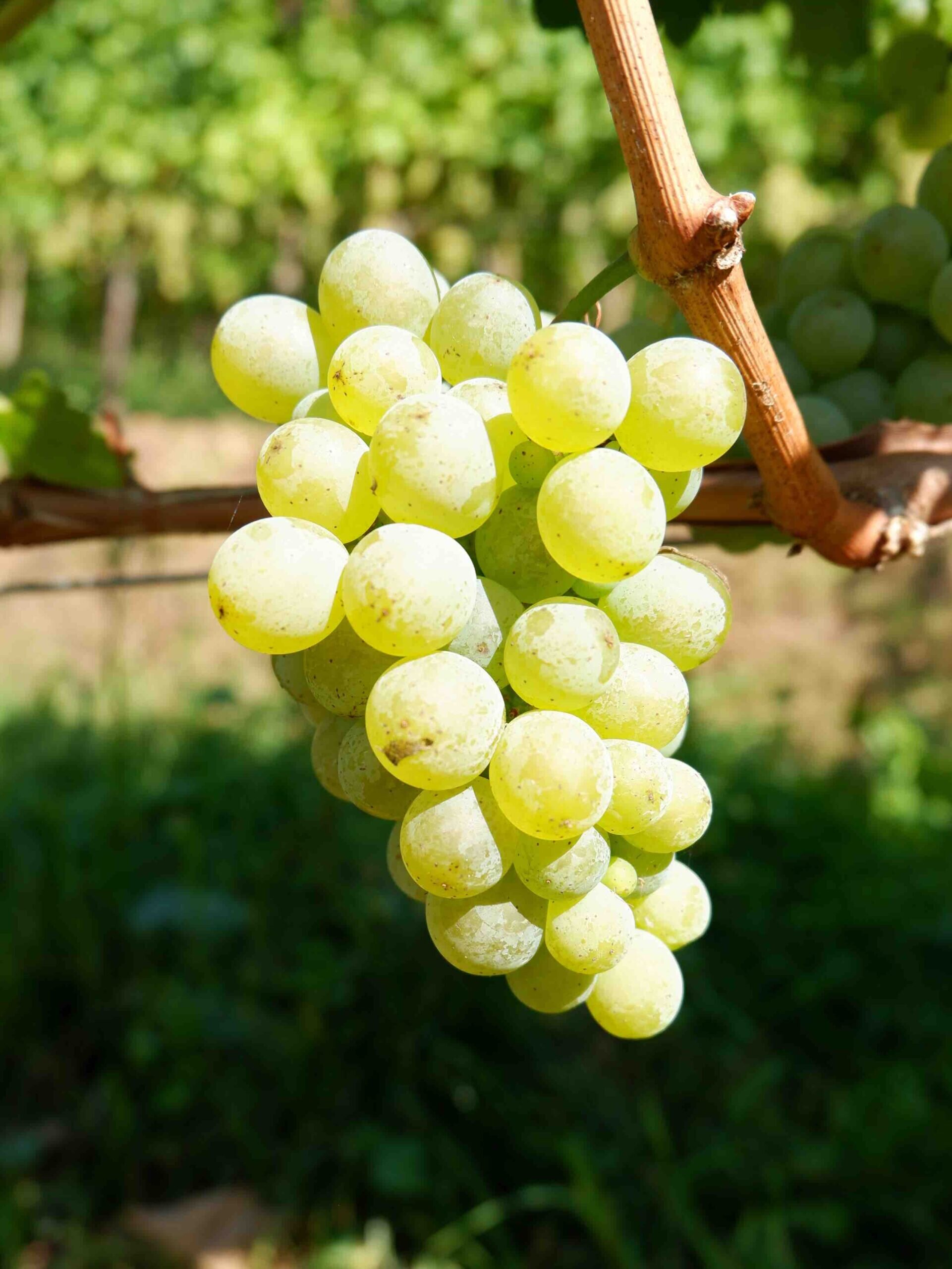 Sauvignon   @margherita Pisoni