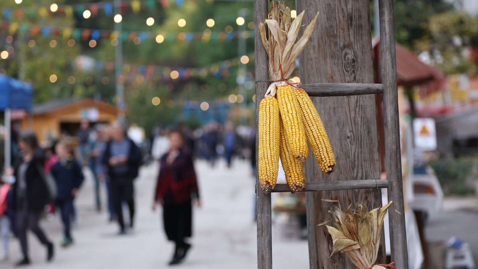 Antiche Terre Pro Loco Zambana E Nave S Rocco3