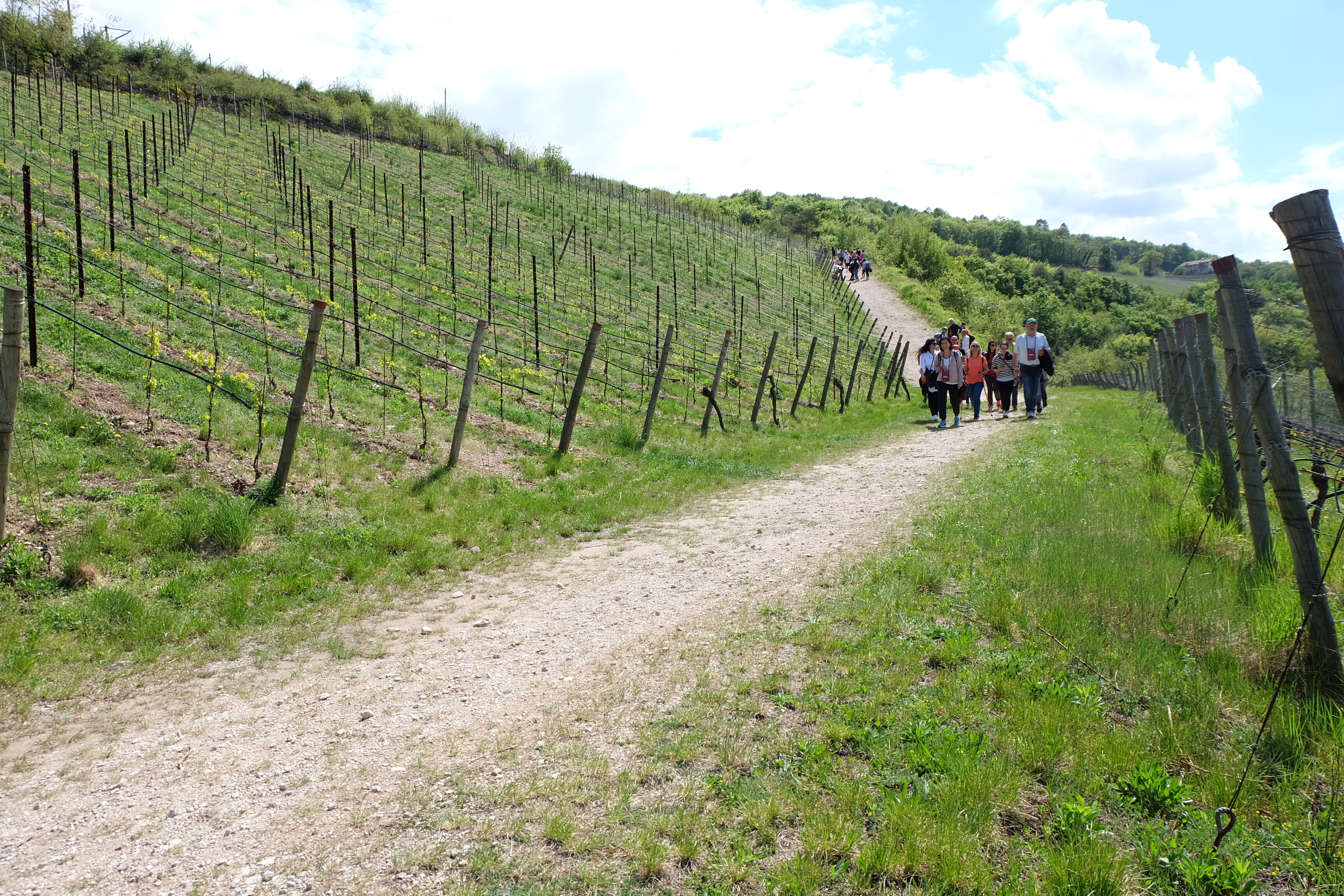 Di Maso In Maso Proloco Lavis 32