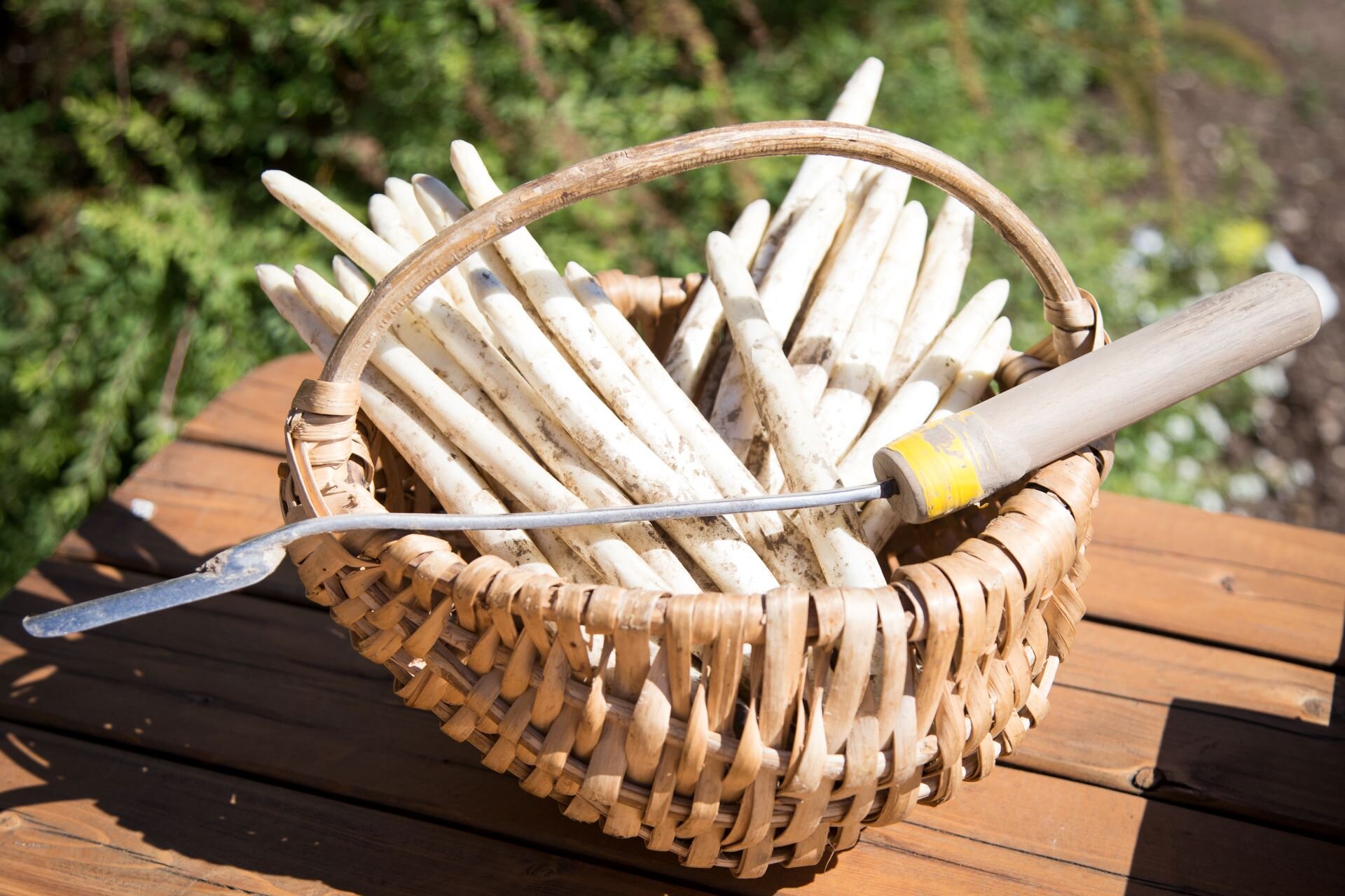 2017.06.14 Asparagi Zambana   Ph. Alfredo Croce (4)