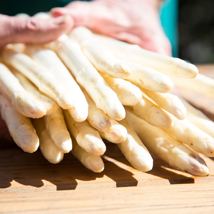 White Asparagus of Zambana De.Co.