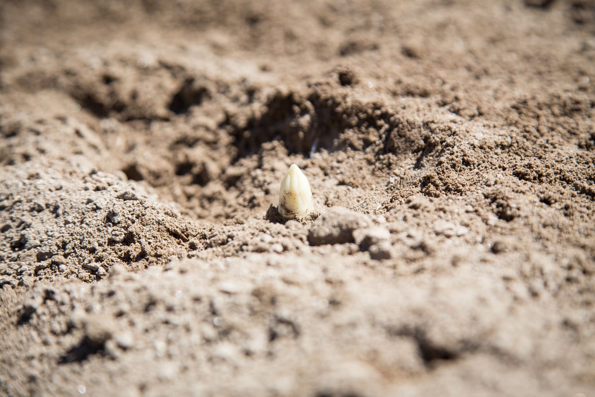 2017.06.14 Asparagi Zambana   Ph. Alfredo Croce (19)