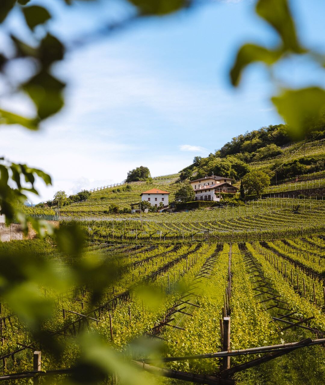 2021 Klinger   Ph. Nicola Cagol (3)